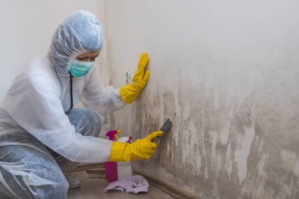 Best Attic Mold Removal  in El Lago, TX