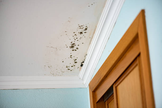 Trusted El Lago, TX Mold Removal Experts