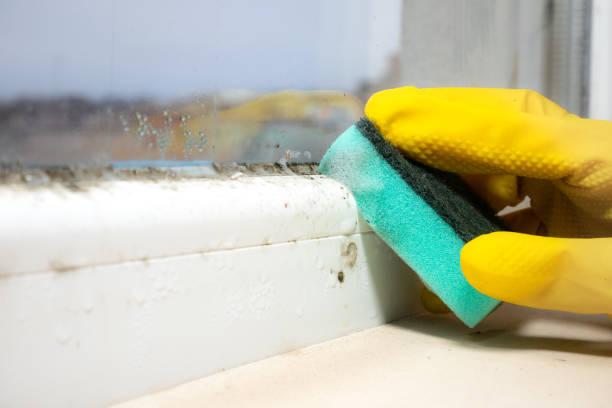 Best Mold Testing  in El Lago, TX