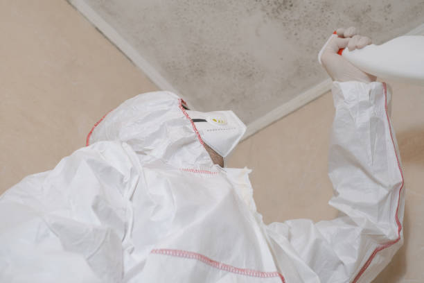 Best Same-Day Mold Removal  in El Lago, TX